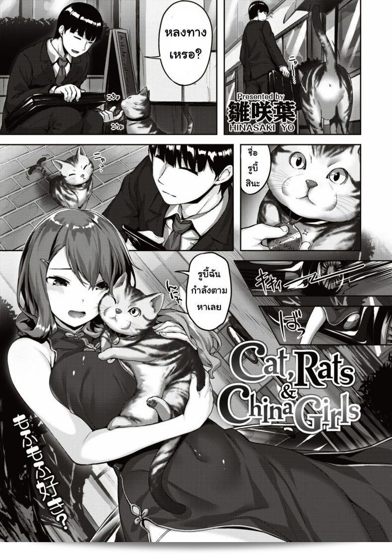 พบแมวหลงทาง "Hinasaki yo Cat